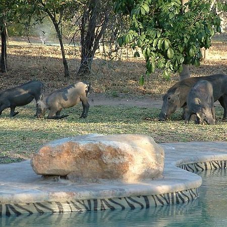 Masorini Bush Lodge Phalaborwa Eksteriør bilde