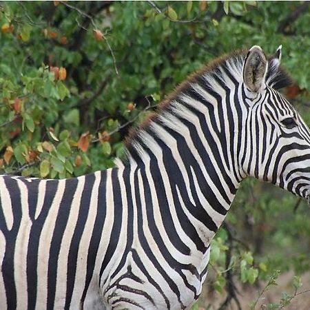 Masorini Bush Lodge Phalaborwa Eksteriør bilde