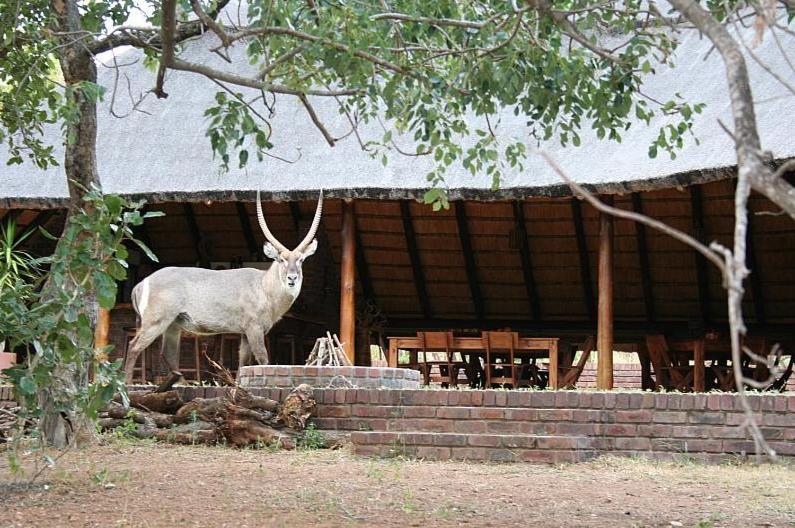 Masorini Bush Lodge Phalaborwa Eksteriør bilde