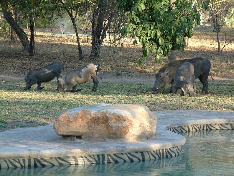 Masorini Bush Lodge Phalaborwa Eksteriør bilde