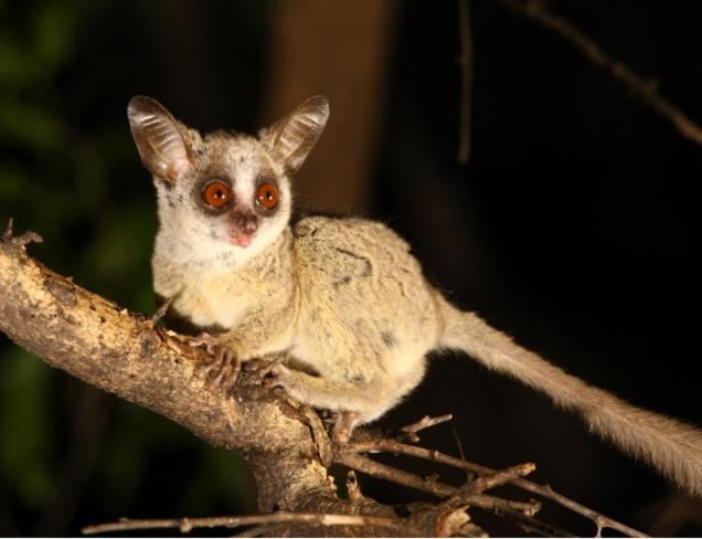 Masorini Bush Lodge Phalaborwa Eksteriør bilde