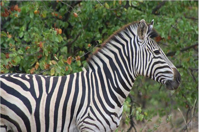 Masorini Bush Lodge Phalaborwa Eksteriør bilde