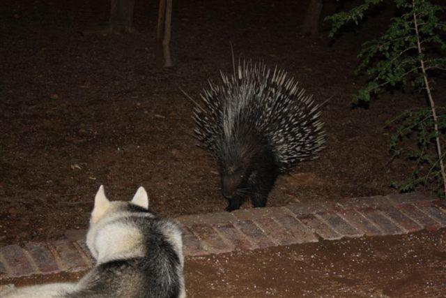 Masorini Bush Lodge Phalaborwa Eksteriør bilde