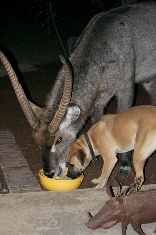 Masorini Bush Lodge Phalaborwa Eksteriør bilde